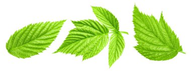 Raspberry leaf. Fresh raspberry leaf isolated on white background. Raspberry leaf clipping path