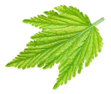 Kuş üzümü yaprakları. Frenk üzümü beyaz arkaplanda izole halde bırakır. Currant kırpma yolunu terk eder