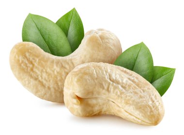 Beyaz arka planda yaprakları olan kaju fıstığı. Kaju kırpma yolu