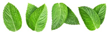 Nane yaprakları koleksiyonu beyaz arkaplanda izole edilmiş. Nane kırpma yolu.