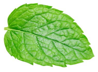 Nane yaprakları beyaz arka planda izole. Nane yaprağı kırpma yolu.