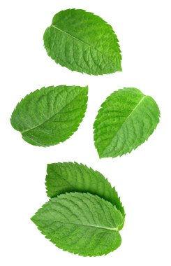 Beyaz arka planda izole edilmiş nane yaprağı. Nane yaprağı kesme yolu. Havada nane şekeri uçuyor