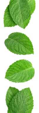 Naneli. Beyaz arka planda izole edilmiş nane yaprağı. Nane yaprağı makrosu