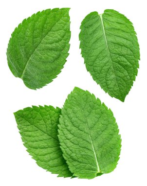 Nane yaprağı koleksiyonu beyaz arkaplanda izole edildi. Taze nane yaprağı. Nane yaprağı kırpılıyor. Naneli makro stüdyo fotoğrafı.