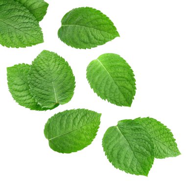 Beyaz arka planda izole edilmiş nane yaprağı. Nane yaprağı kesme yolu. Havada nane şekeri uçuyor