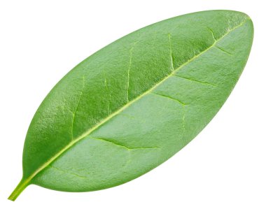 Beyaz arka planda izole edilmiş nar yaprağı. Nar yaprağı kırpma yolu