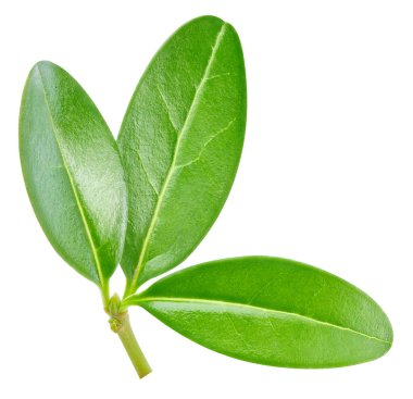 Beyaz arka planda izole edilmiş nar yaprağı. Nar yaprağı kırpma yolu