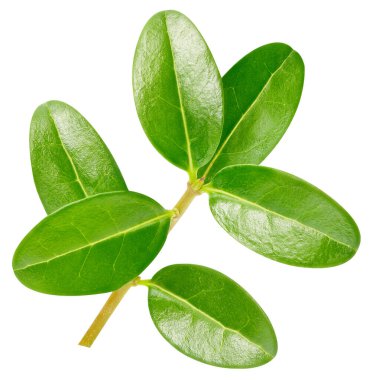 Beyaz arka planda izole edilmiş nar yaprağı. Nar yaprağı kırpma yolu