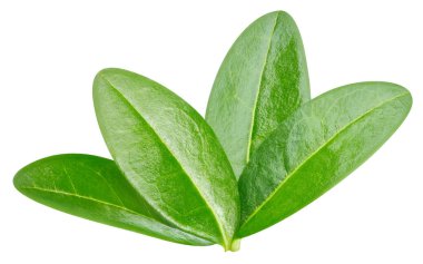 Beyaz arka planda izole edilmiş nar yaprağı. Nar yaprağı kırpma yolu