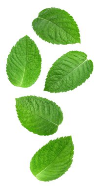 Beyaz arka planda izole edilmiş nane yaprağı. Nane yaprağı kesme yolu. Havada nane şekeri uçuyor