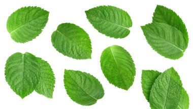 Nane yaprağı koleksiyonu izole edildi. Beyaz üzerine nane yaprağı. Tam alan derinliği. kırpma yolu ile