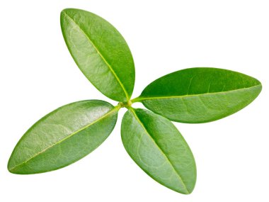 Beyaz arka planda izole edilmiş nar yaprağı. Nar yaprağı kırpma yolu