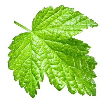 Frenk üzümü yaprakları. Frenk üzümü beyaz arkaplanda izole halde bırakır. Currant kırpma yolunu terk eder