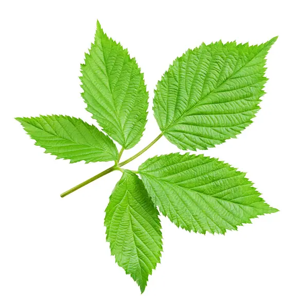 Yaprak böğürtlen. Yaprak kırpma yolu. Blackberry yaprağı makro stüdyo fotoğrafı