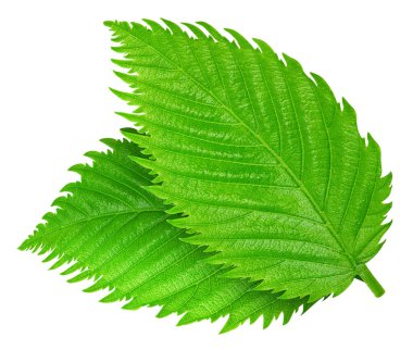 Fındık yeşil yaprak beyaz arka plan üzerinde izole. Yaprak kırpma yolu