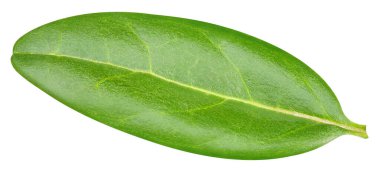 Beyaz arka planda izole edilmiş nar yaprağı. Nar yaprağı kırpma yolu