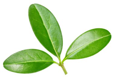 Beyaz arka planda izole edilmiş nar yaprağı. Nar yaprağı kırpma yolu