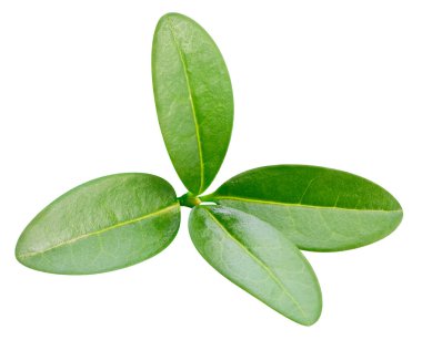 Beyaz arka planda izole edilmiş nar yaprağı. Nar yaprağı kırpma yolu