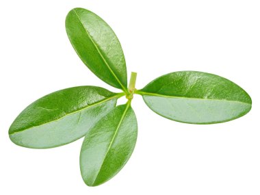 Beyaz arka planda izole edilmiş nar yaprağı. Nar yaprağı kırpma yolu