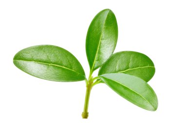 Beyaz arka planda izole edilmiş nar yaprağı. Nar yaprağı kırpma yolu