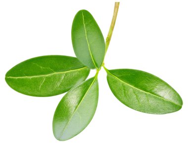 Beyaz arka planda izole edilmiş nar yaprağı. Nar yaprağı kırpma yolu