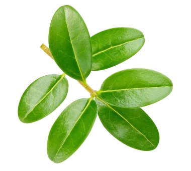 Beyaz arka planda izole edilmiş nar yaprağı. Nar yaprağı kırpma yolu