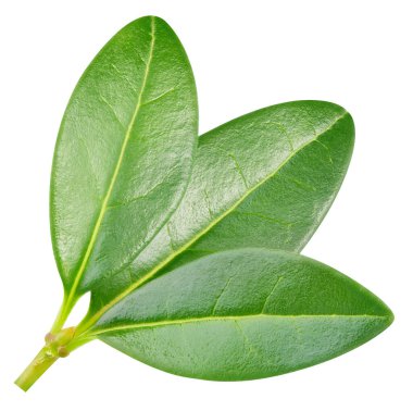 Beyaz arka planda izole edilmiş nar yaprağı. Nar yaprağı kırpma yolu