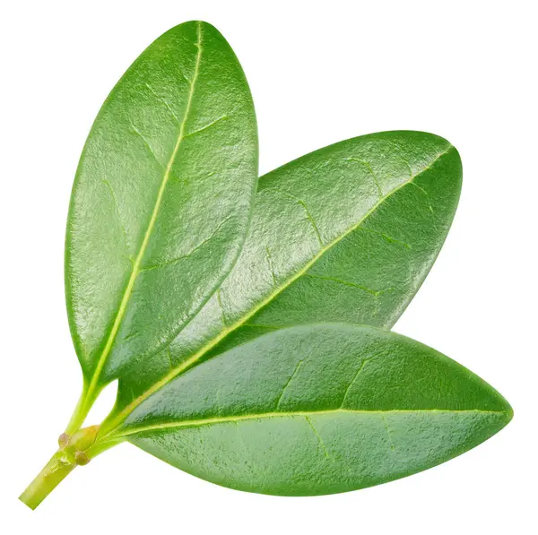 Beyaz arka planda izole edilmiş nar yaprağı. Nar yaprağı kırpma yolu