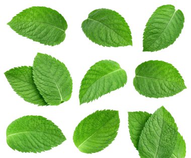 Nane yaprağı koleksiyonu izole edildi. Beyaz üzerine nane yaprağı. Tam alan derinliği. kırpma yolu ile