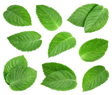 Nane yaprağı koleksiyonu. Kırpma yolu beyaz arkaplanda izole edilmiş nane yaprağı. Taze organik nane yaprağı. Tam alan derinliği