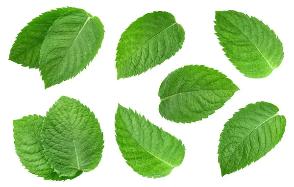 Beyaz arka planda izole edilmiş nane yaprağı. Nane yaprağı kesme yolu. Havada nane şekeri uçuyor