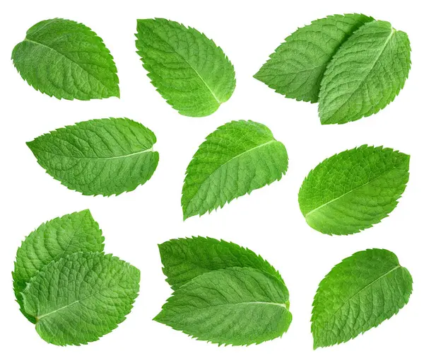 Nane yaprağı koleksiyonu. Kırpma yolu beyaz arkaplanda izole edilmiş nane yaprağı. Taze organik nane yaprağı. Tam alan derinliği