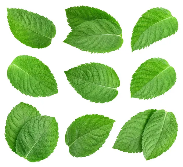 Nane yaprağı koleksiyonu. Kırpma yolu beyaz arkaplanda izole edilmiş nane yaprağı. Taze organik nane yaprağı. Tam alan derinliği