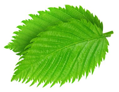 Fındık yeşil yaprak beyaz arka plan üzerinde izole. Yaprak kırpma yolu