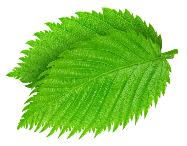 Fındık yeşil yaprak beyaz arka plan üzerinde izole. Yaprak kırpma yolu