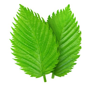 Fındık yaprakları beyaza izole edilmiş. Fındık yaprakları kırpma yolu