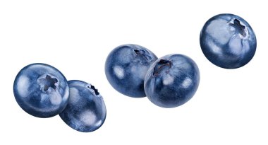 Uçan yaban mersini beyaz arka planda izole edilmiş. Yaban mersini toplama yolu