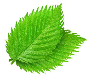 Fındık fındıklı yapraklar beyaz arka planda izole. Ceviz Kırpma Yolu 'nu Bırakır