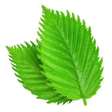 Fındık fındıklı yapraklar beyaz arka planda izole. Ceviz Kırpma Yolu 'nu Bırakır