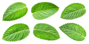 Nane şekeri koleksiyonu kırpma yolunu terk eder. Mint set makro stüdyo fotoğrafı. Nane yaprakları beyazda izole.