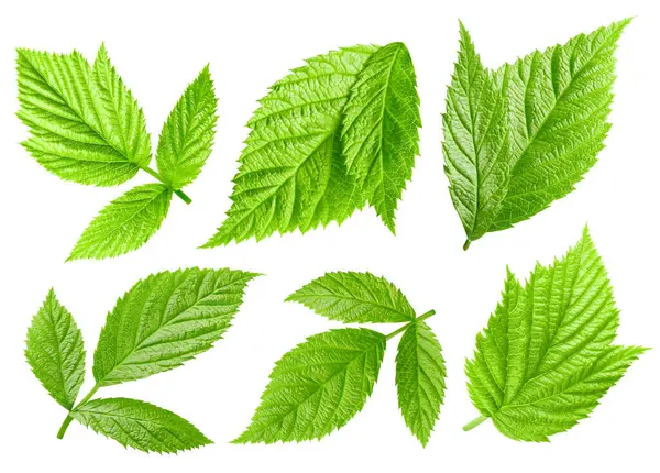 Ahududu yaprağı. Ahududu yaprağı beyaz arka planda izole edilmiş. Ahududu yaprağı makrosu