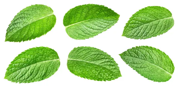 Nane şekeri koleksiyonu kırpma yolunu terk eder. Mint set makro stüdyo fotoğrafı. Nane yaprakları beyazda izole.