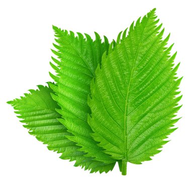 Beyaz arka planda üç fındık yaprağı var. Kırpma Yolu Bırakır