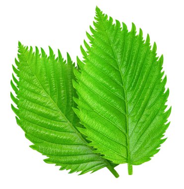 Fındık yeşil yaprak beyaz arka plan üzerinde izole. Yaprak kırpma yolu