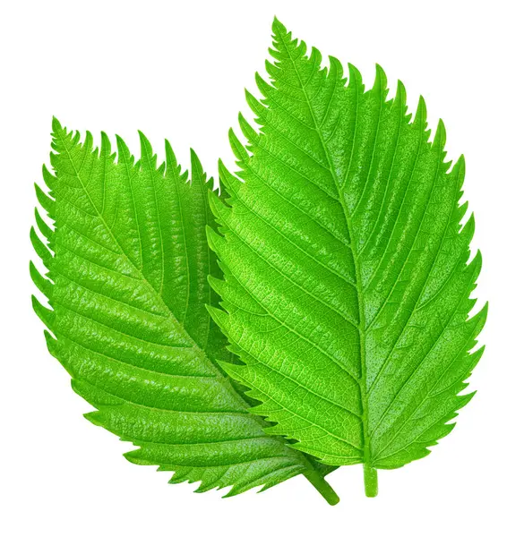 Fındık yeşil yaprak beyaz arka plan üzerinde izole. Yaprak kırpma yolu