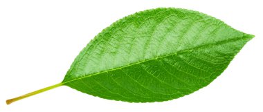 Beyaz kiraz yaprakları. Kiraz yaprakları kırpma yolu