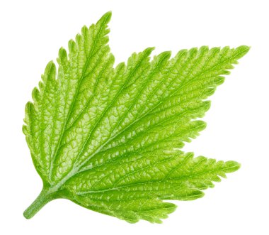 Frenk üzümü yaprakları. Frenk üzümü beyaz arkaplanda izole halde bırakır. Currant kırpma yolunu terk eder