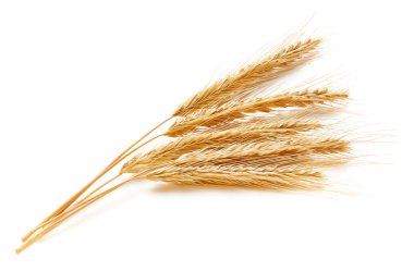 Buğday izole. Beyaz arkaplanda yalıtılmış buğday kulakları