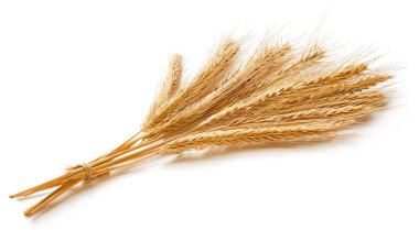 Buğday dikenleri beyaz arka planda izole edilmiş. Buğday kulakları Tam Derinlik