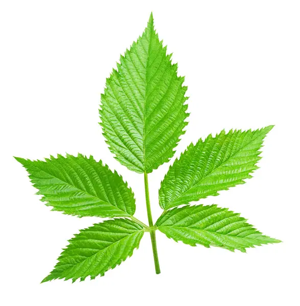 Leaf blackberry. Leaf clipping path. Blackberry leaf macro studio photo. Full depth of field